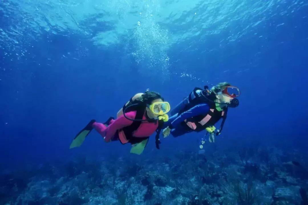 玄凤鹦鹉的脸为什么是黑色的？游戏画面